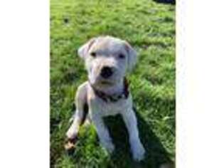 Dogo Argentino Puppy for sale in Roseburg, OR, USA