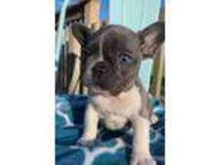 French Bulldog Puppy for sale in Emmetsburg, IA, USA