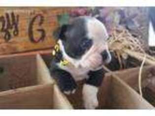 Olde English Bulldogge Puppy for sale in Union Grove, AL, USA