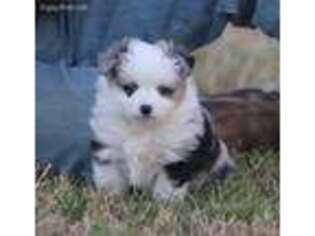Miniature Australian Shepherd Puppy for sale in Normangee, TX, USA