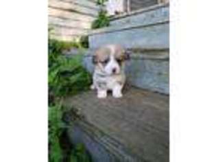 Pembroke Welsh Corgi Puppy for sale in Independence, KS, USA