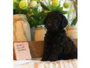 Labradoodle Puppy for sale in Boaz, AL, USA