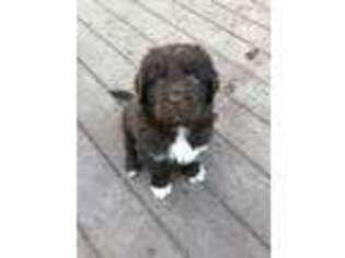 Newfoundland Puppy for sale in Joliet, IL, USA