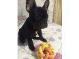 French Bulldog Puppy for sale in Peel, AR, USA