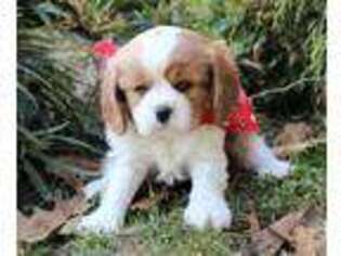 Cavalier King Charles Spaniel Puppy for sale in Ruston, LA, USA