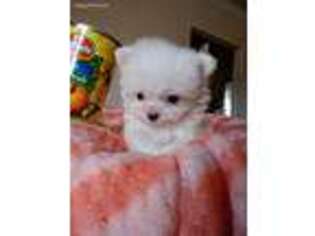Maltese Puppy for sale in Victorville, CA, USA
