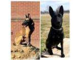 Belgian Malinois Puppy for sale in Mexia, TX, USA