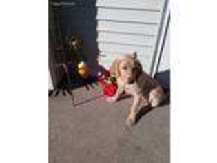 Labrador Retriever Puppy for sale in Waltham, MN, USA