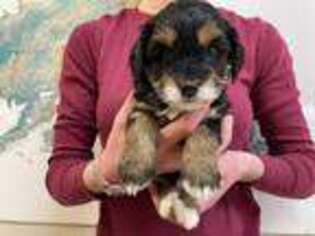 Mutt Puppy for sale in Soldotna, AK, USA