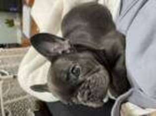 French Bulldog Puppy for sale in Tallmadge, OH, USA