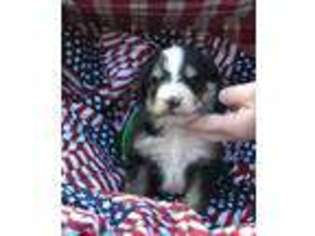 Bernese Mountain Dog Puppy for sale in Hegins, PA, USA