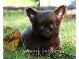 Chihuahua Puppy for sale in Bellingham, WA, USA