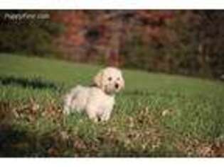 Labradoodle Puppy for sale in Boones Mill, VA, USA