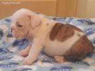 Bulldog Puppy for sale in Dallas, NC, USA