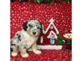 Mutt Puppy for sale in Winston Salem, NC, USA