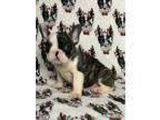 French Bulldog Puppy for sale in Altadena, CA, USA