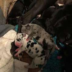 Great Dane Puppy for sale in Puyallup, WA, USA