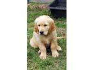 Golden Retriever Puppy for sale in Rockwall, TX, USA