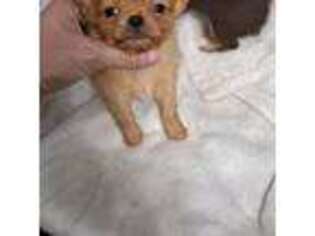 Chihuahua Puppy for sale in North East, MD, USA