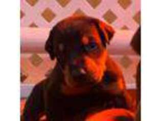 Doberman Pinscher Puppy for sale in Jackson, MO, USA