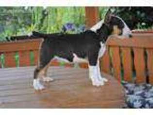Bull Terrier Puppy for sale in Graham, NC, USA