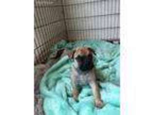 Bullmastiff Puppy for sale in Grants Pass, OR, USA
