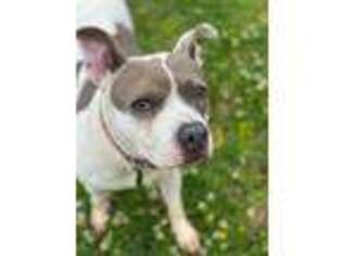 American Pit Bull Terrier Puppy for sale in VIRGINIA BEACH, VA, USA
