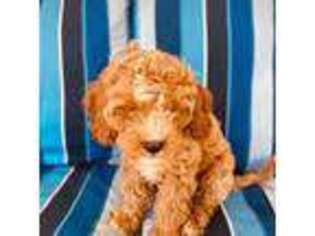Cavapoo Puppy for sale in Pascagoula, MS, USA
