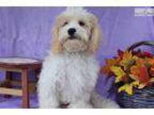 Cavachon Puppy for sale in Columbus, OH, USA