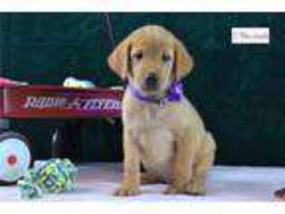 Labrador Retriever Puppy for sale in San Antonio, TX, USA