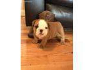 Bulldog Puppy for sale in Mooresboro, NC, USA