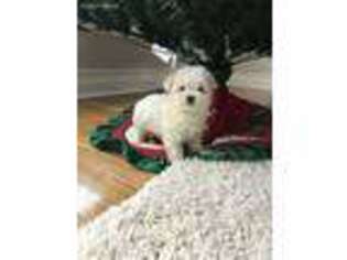 Maltese Puppy for sale in Addison, IL, USA