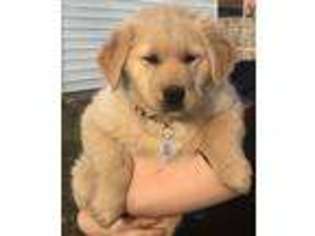 Golden Retriever Puppy for sale in Danville, IN, USA
