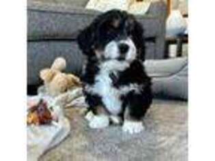 Mutt Puppy for sale in Winesburg, OH, USA