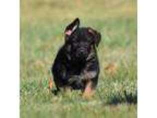 German Shepherd Dog Puppy for sale in Foster, RI, USA