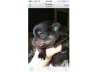 Pomeranian Puppy for sale in TACOMA, WA, USA