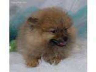 Pomeranian Puppy for sale in Greenville, TX, USA