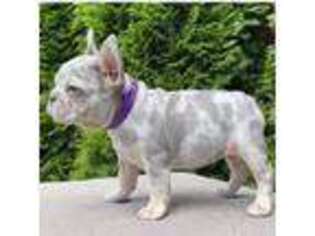 French Bulldog Puppy for sale in Parrish, FL, USA