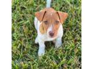 Jack Russell Terrier Puppy for sale in Mayfield, KY, USA