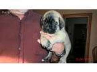 Mastiff Puppy for sale in San Angelo, TX, USA