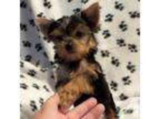 Yorkshire Terrier Puppy for sale in KIRKWOOD, NY, USA
