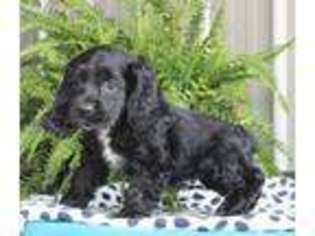 Cocker Spaniel Puppy for sale in Summerfield, NC, USA
