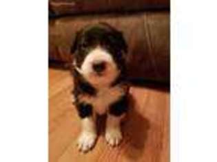 Border Collie Puppy for sale in Hillsville, VA, USA