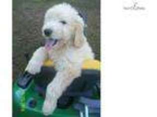 Goldendoodle Puppy for sale in Greensboro, NC, USA