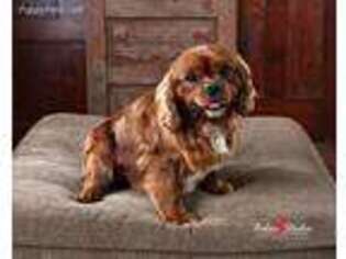 Cavalier King Charles Spaniel Puppy for sale in Lawton, IA, USA
