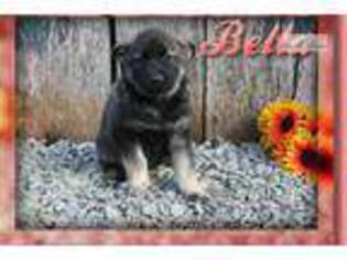 Norwegian Elkhound Puppy for sale in Canton, OH, USA