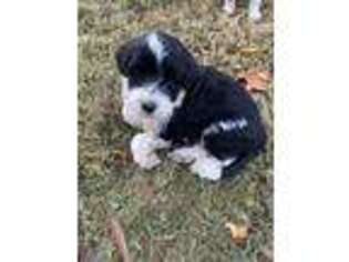 Portuguese Water Dog Puppy for sale in Double Oak, TX, USA