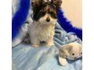 Biewer Terrier Puppy for sale in Canton, GA, USA