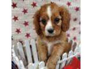 Cavalier King Charles Spaniel Puppy for sale in Chillicothe, MO, USA