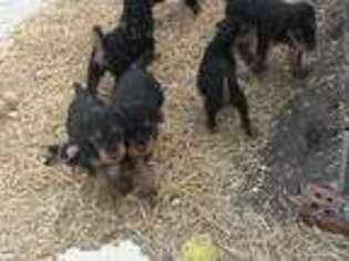 Airedale Terrier Puppy for sale in Hominy, OK, USA
